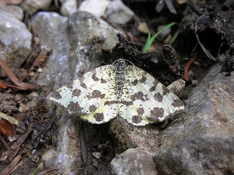 Pseudopanthera macularia scolorita ... e colorata